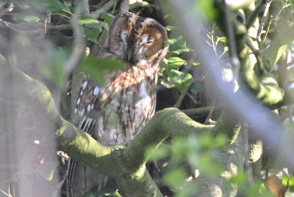 Tawny Owl