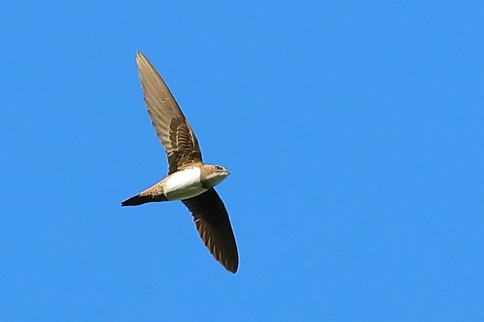 Alpine Swift