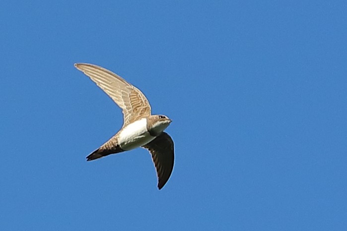 Alpine Swift