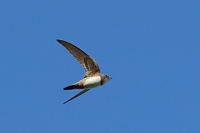 Alpine Swift