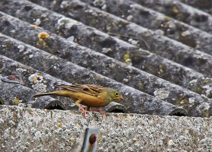 Ortolan Bunting