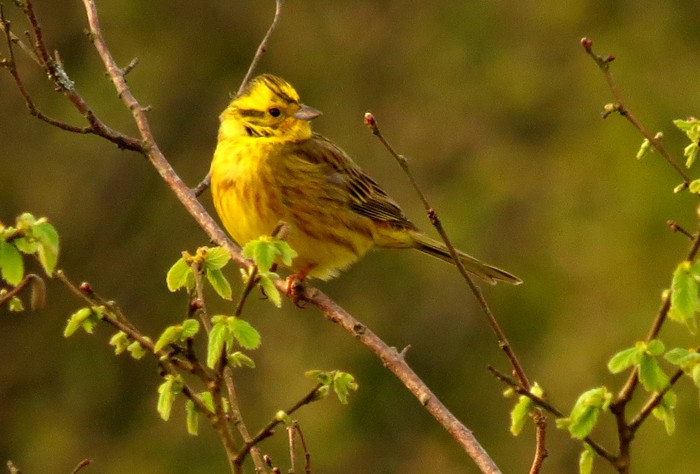 Yellowhammer