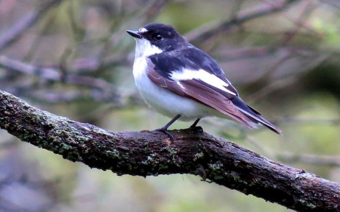Pied Flycatcher