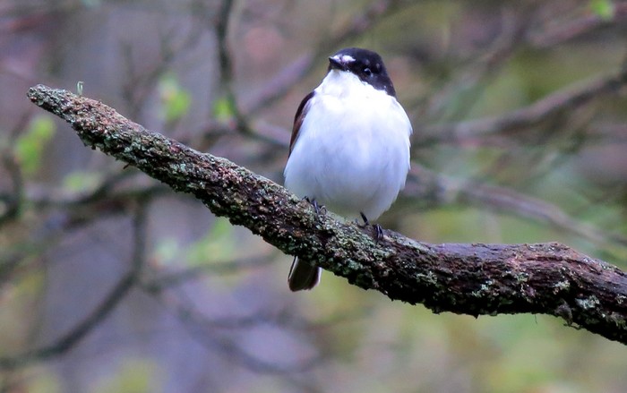 Pied Flycatcher