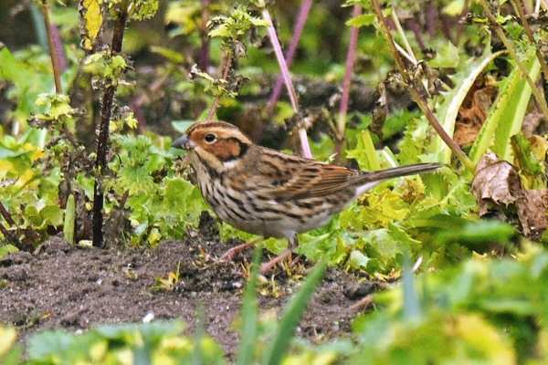 Little Bunting