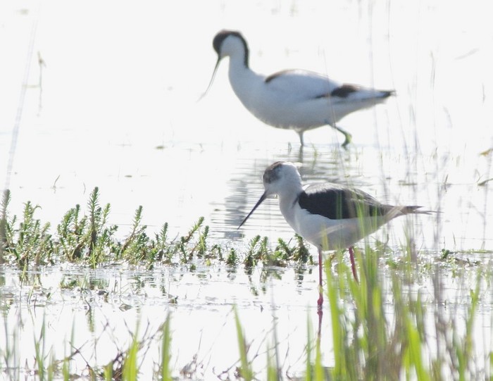 Black-winged Stilt