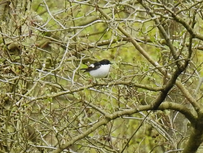 Pied Flycatcher