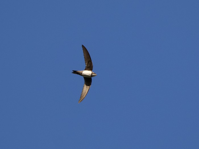 Alpine Swift 