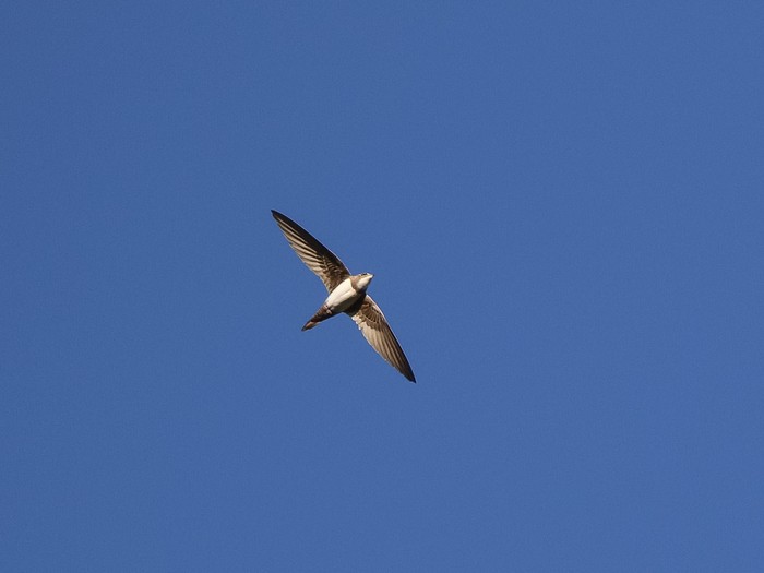 Alpine Swift 