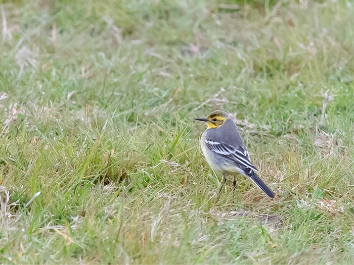 Citrine Wagtail