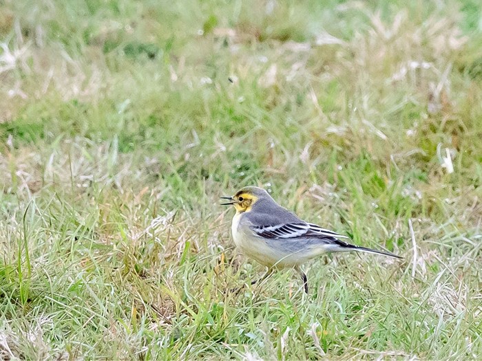 Citrine Wagtail