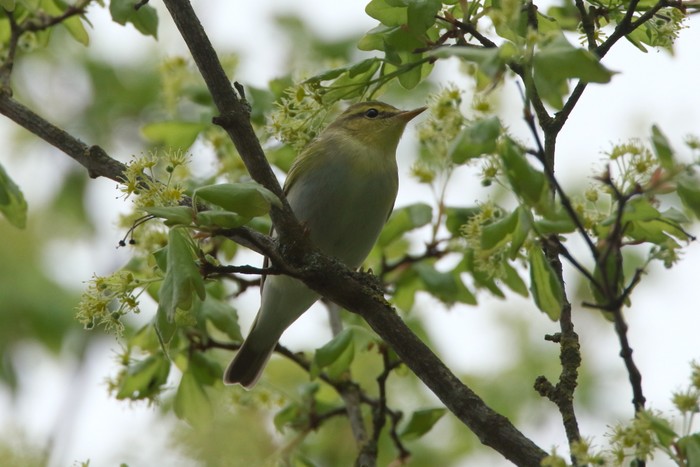 Wood Warbler
