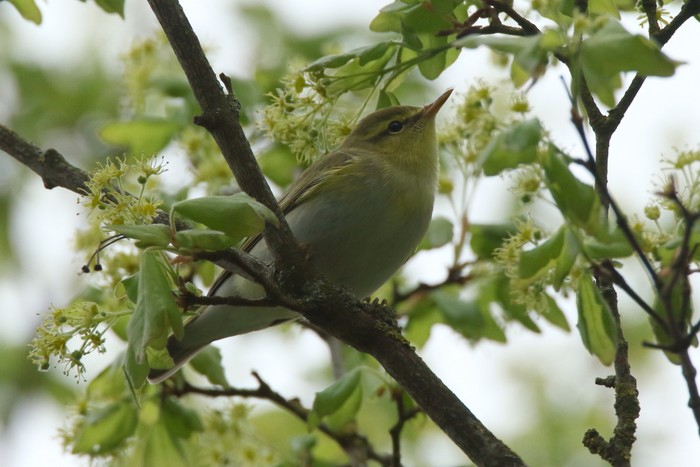 Wood Warbler