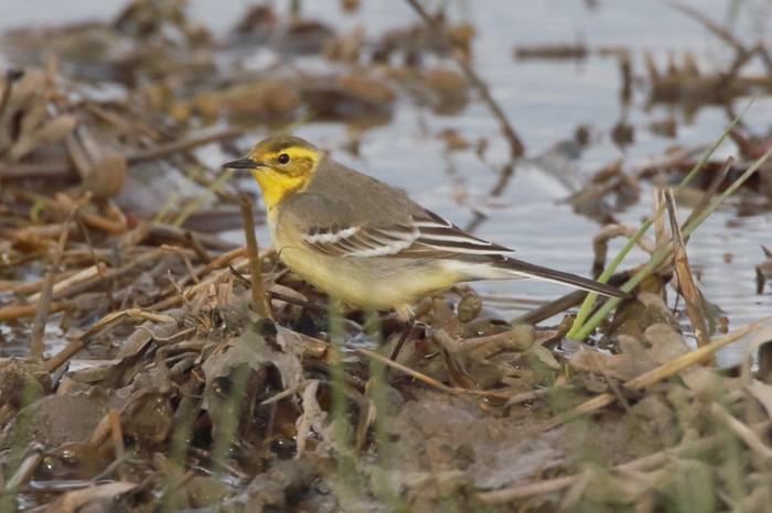 Citrine Wagtail