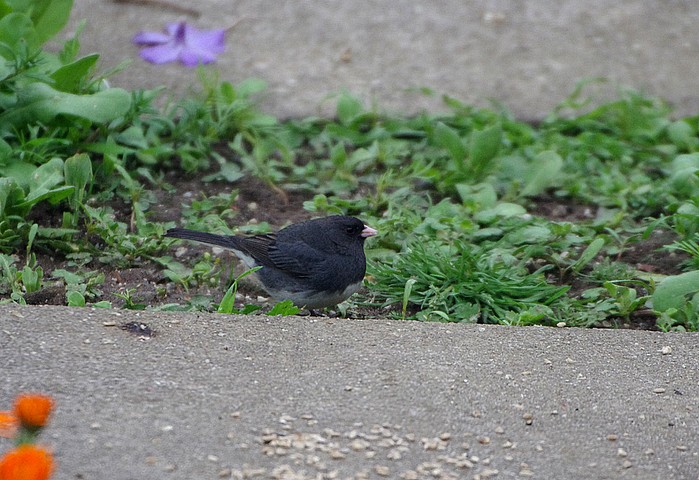 Slate-coloured Junco