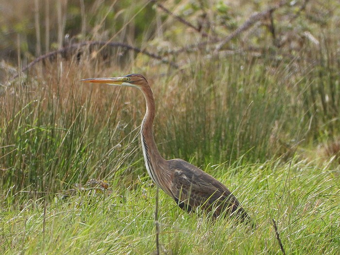 Purple Heron