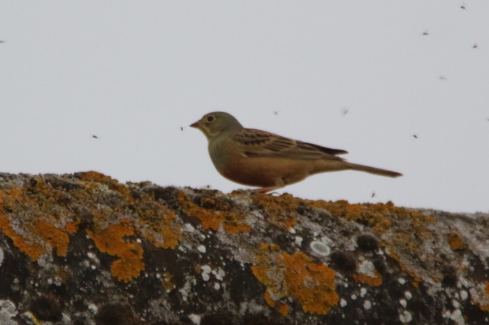 Ortolan Bunting