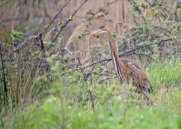 Purple Heron