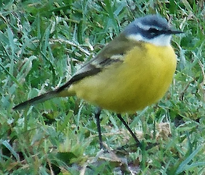 Spanish Wagtail