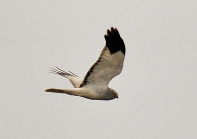 Hen Harrier