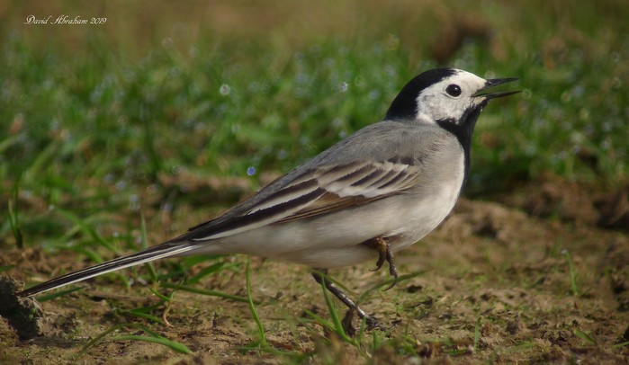 White Wagtail