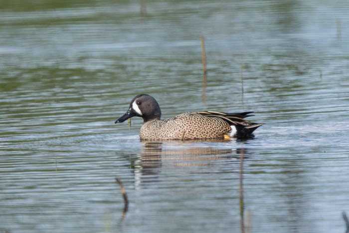 Blue-winged Teal