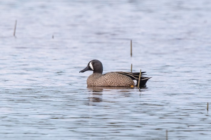Blue-winged Teal