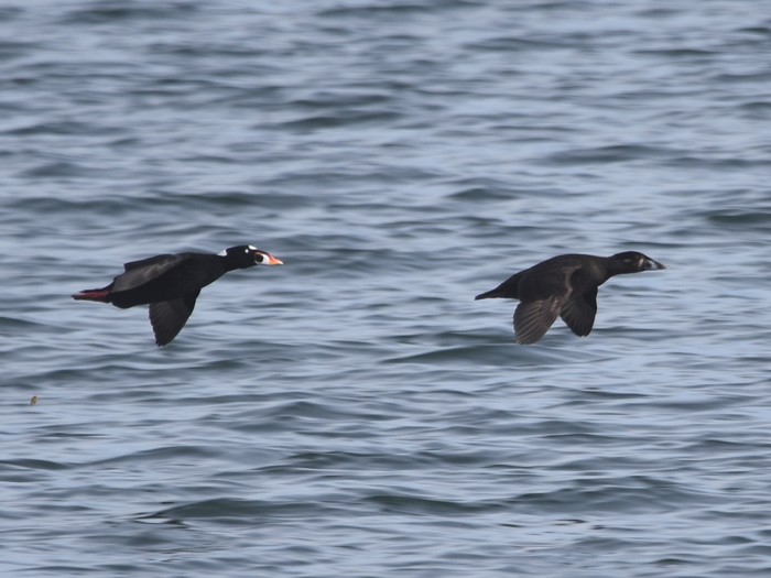 Surf Scoter