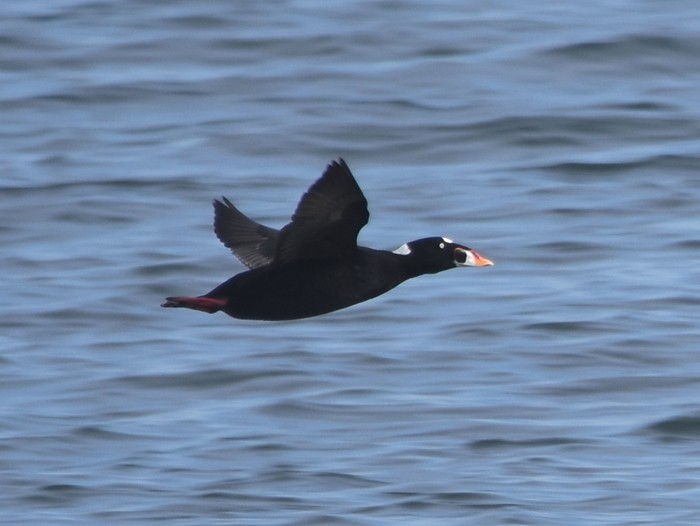 Surf Scoter