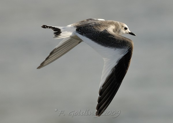 Sabine's Gull