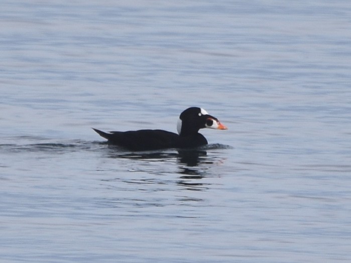 Surf Scoter