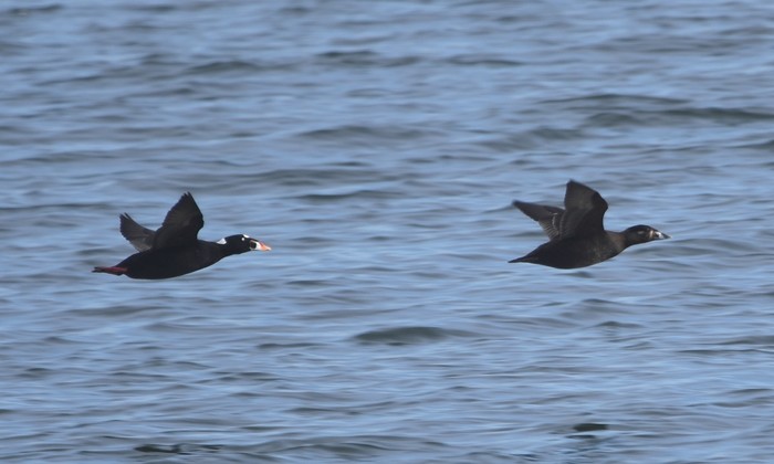 Surf Scoter