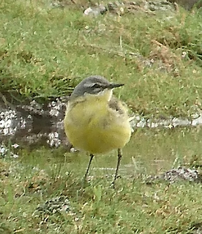 Blue-headed Wagtail