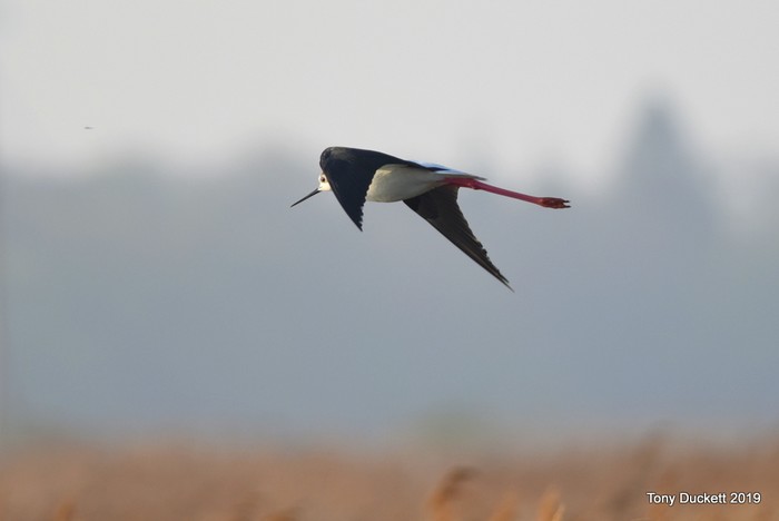Black-winged Stilt