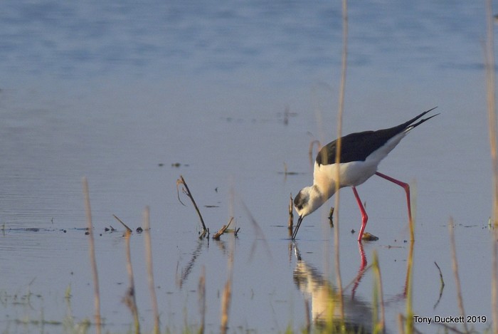Black-winged Stilt