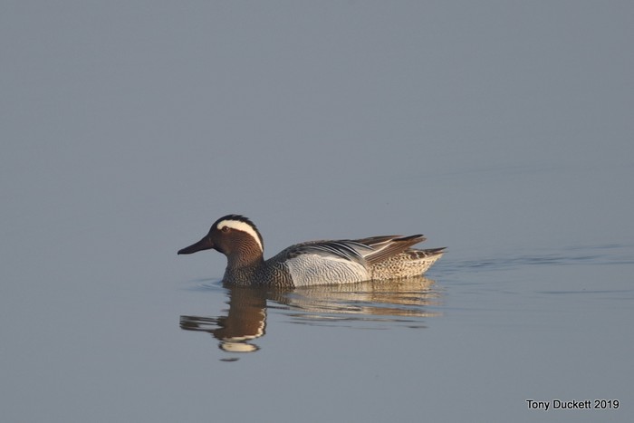 Garganey