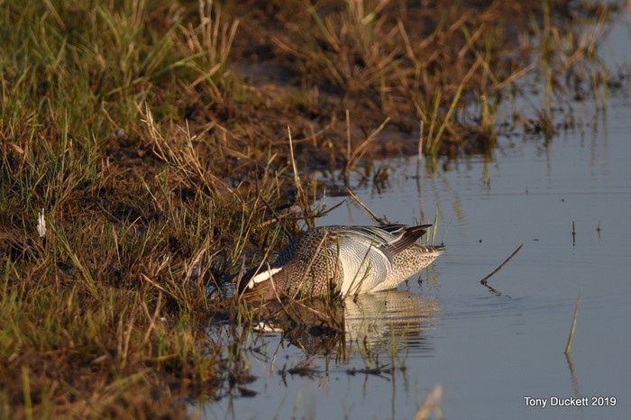 Garganey