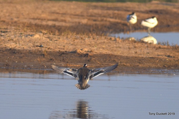 Garganey