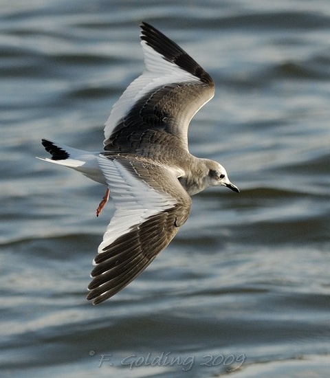 Sabine's Gull