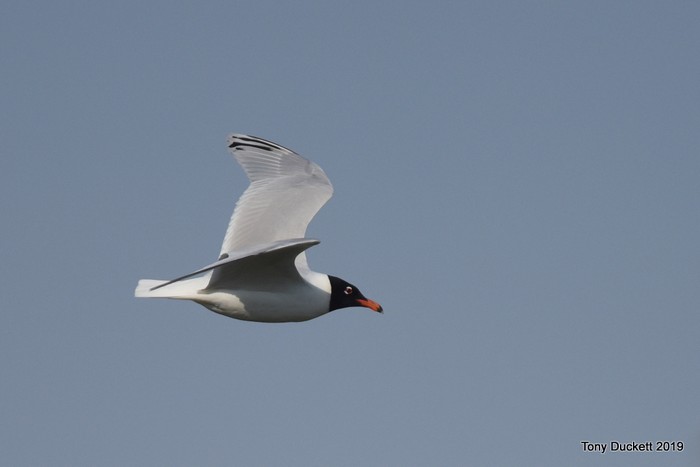 Mediterranean Gull