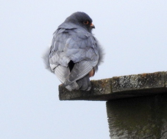 Red-footed Falcon