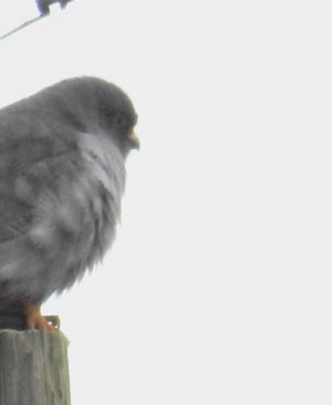Red-footed Falcon
