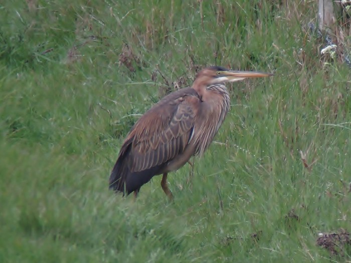 Purple Heron