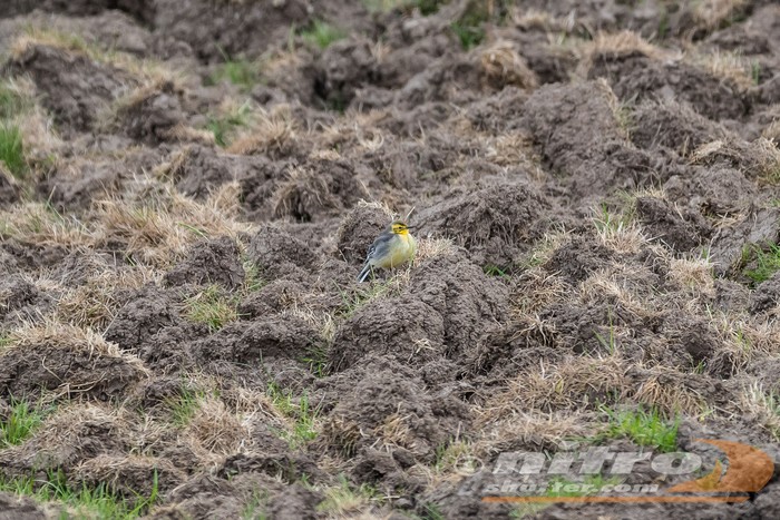 Citrine Wagtail