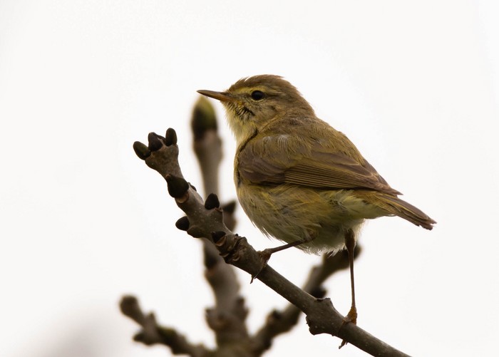 Iberian Chiffchaff