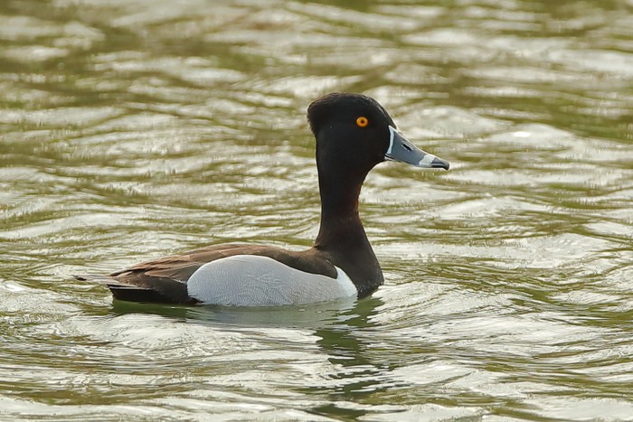 Ring-necked Duck