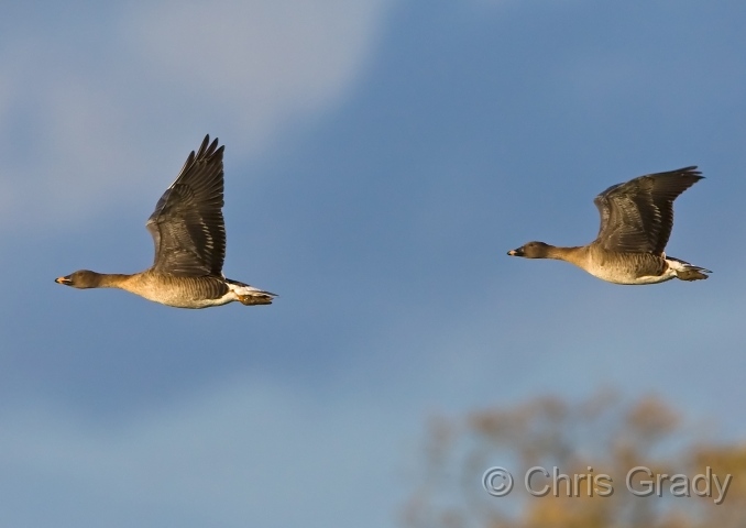 Tundra Bean Goose