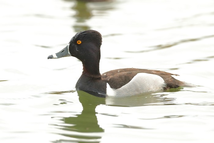 Ring-necked Duck