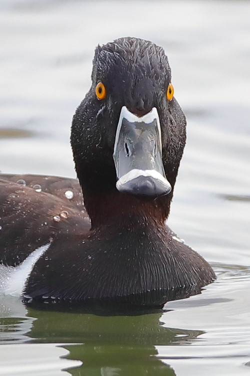 Ring-necked Duck