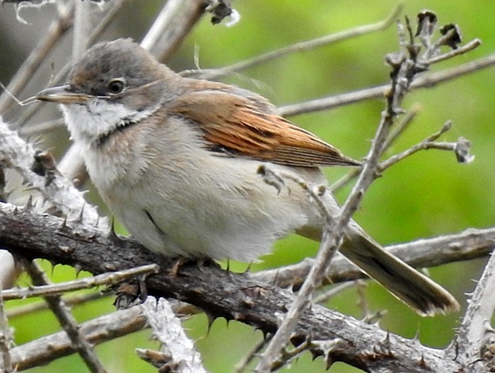 Whitethroat